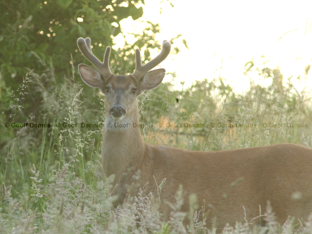 WT-Deer-AA