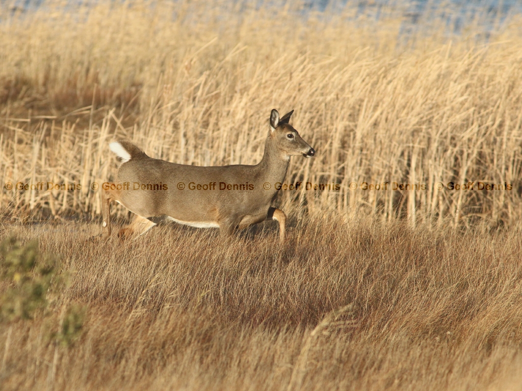 WT-Deer-AB