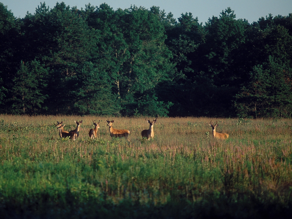WT-Deer-AD