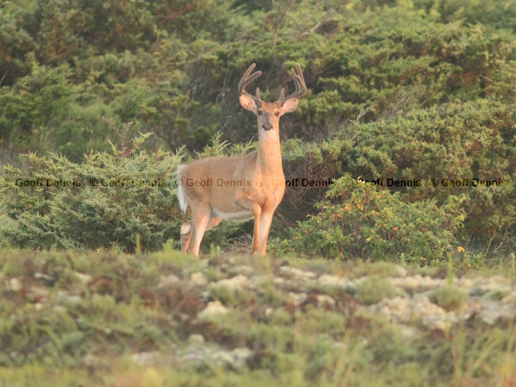 WT-Deer-AE