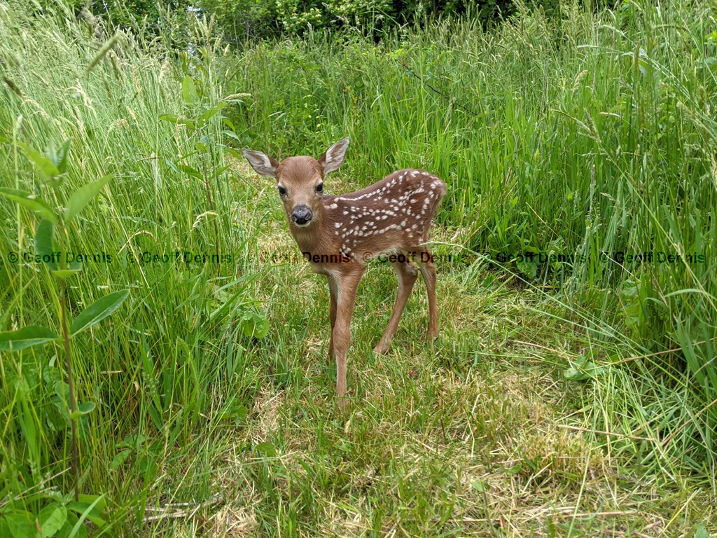 WT-Deer-AF