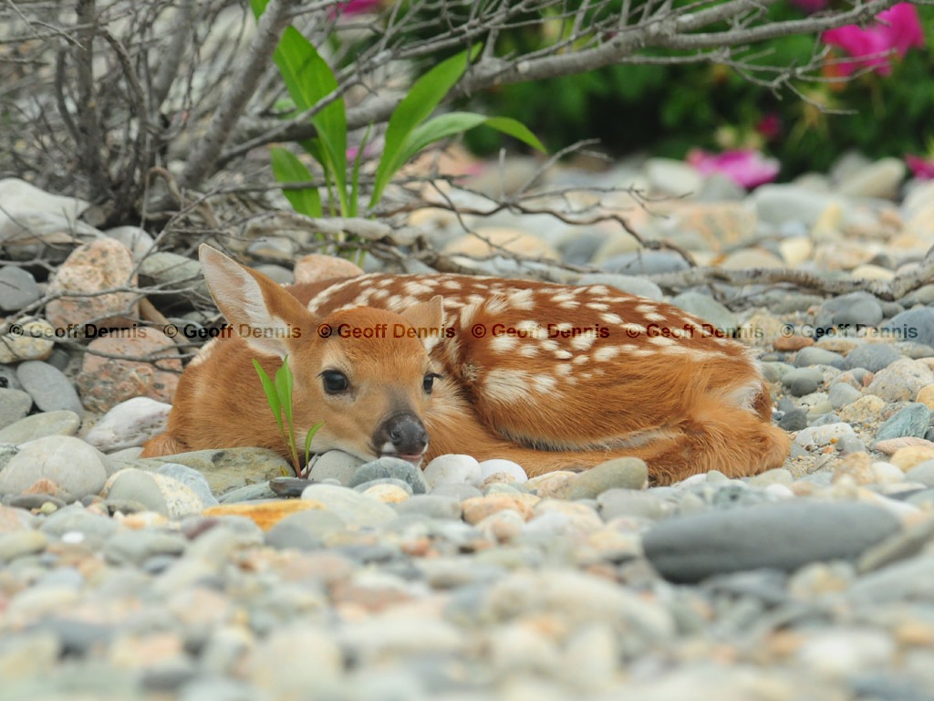 WT-Deer-AG