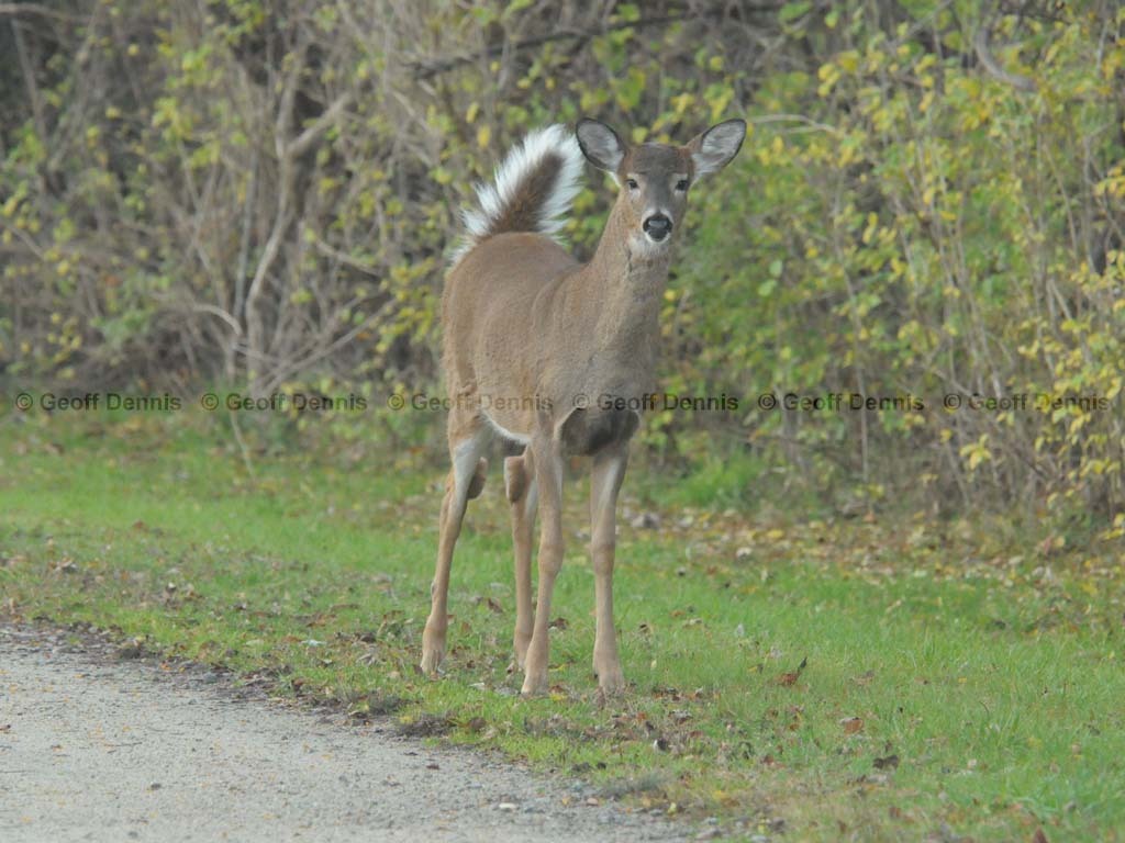 WT-Deer-AH