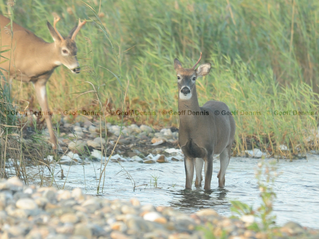 WT-Deer-AI