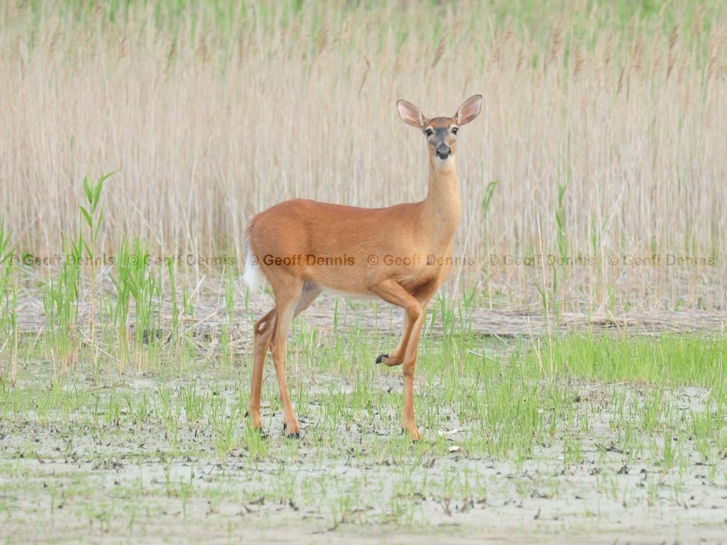 WT-Deer-AK