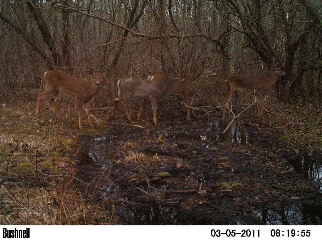 WT-Deer-AL