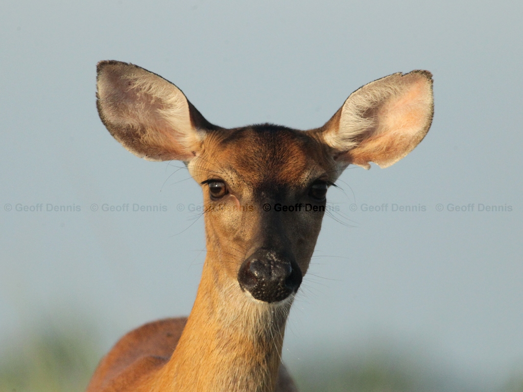 WT-Deer-AM