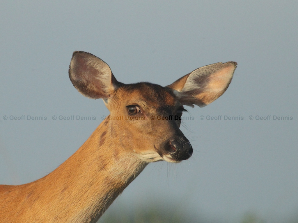 WT-Deer-AN