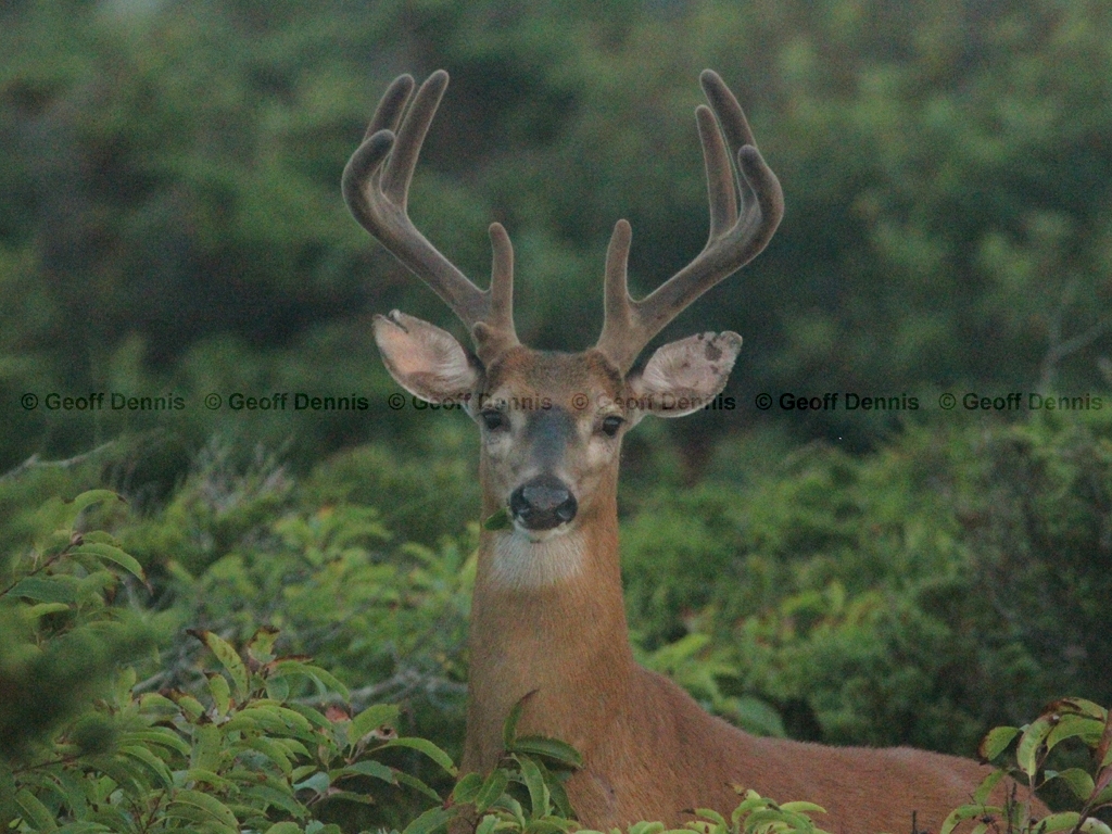 WT-Deer-AO