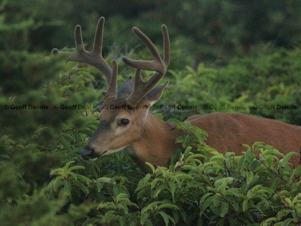 WT-Deer-AP