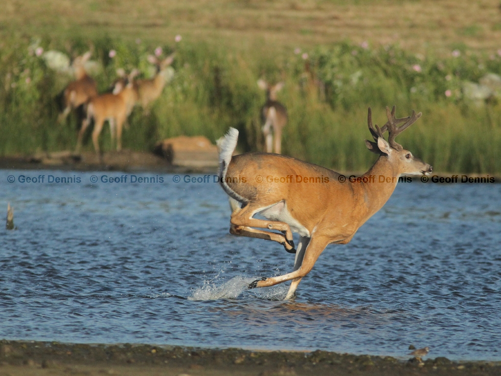 WT-Deer-AQ