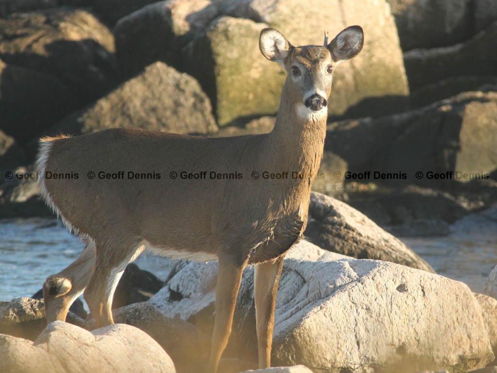 WT-Deer-AR