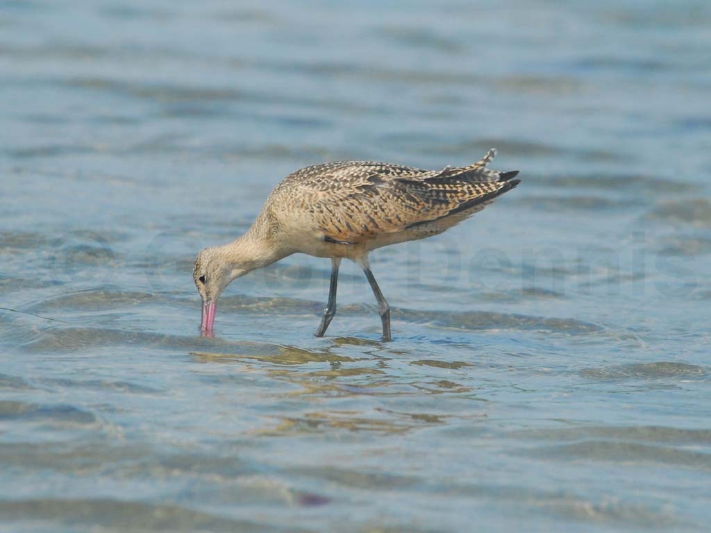 MAGO-AA_Marbled-Godwit