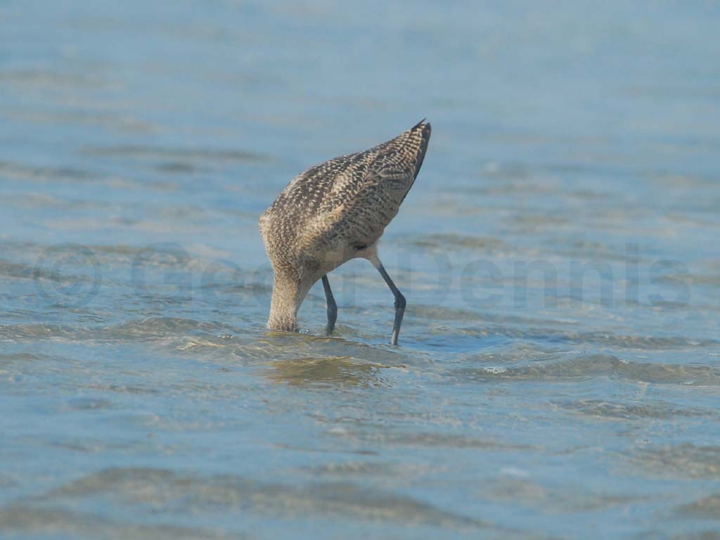 MAGO-AB_Marbled-Godwit