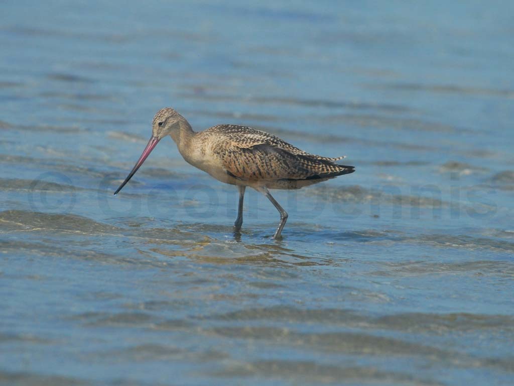 MAGO-AC_Marbled-Godwit