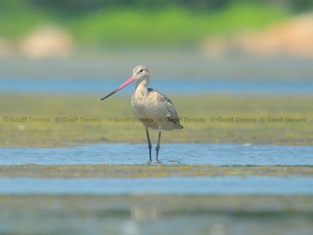 MAGO-AD_Marbled-Godwit