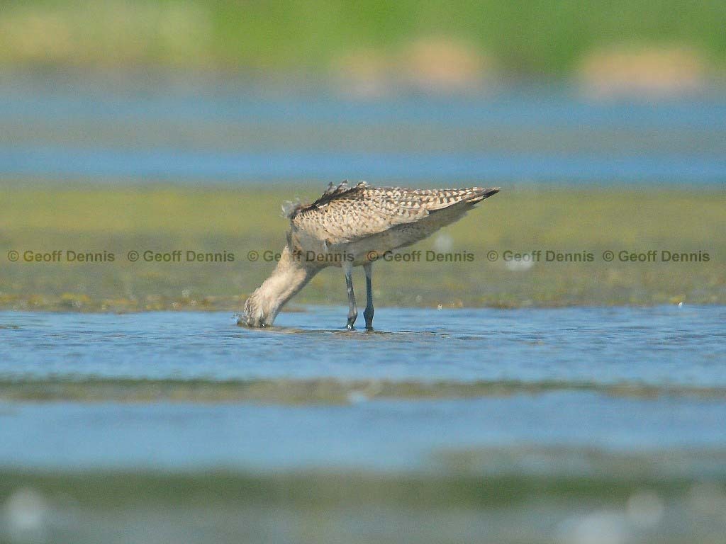 MAGO-AE_Marbled-Godwit