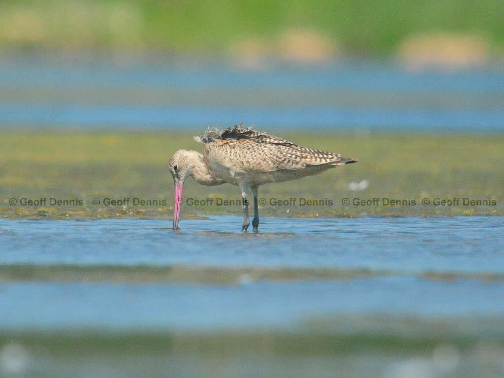 MAGO-AF_Marbled-Godwit