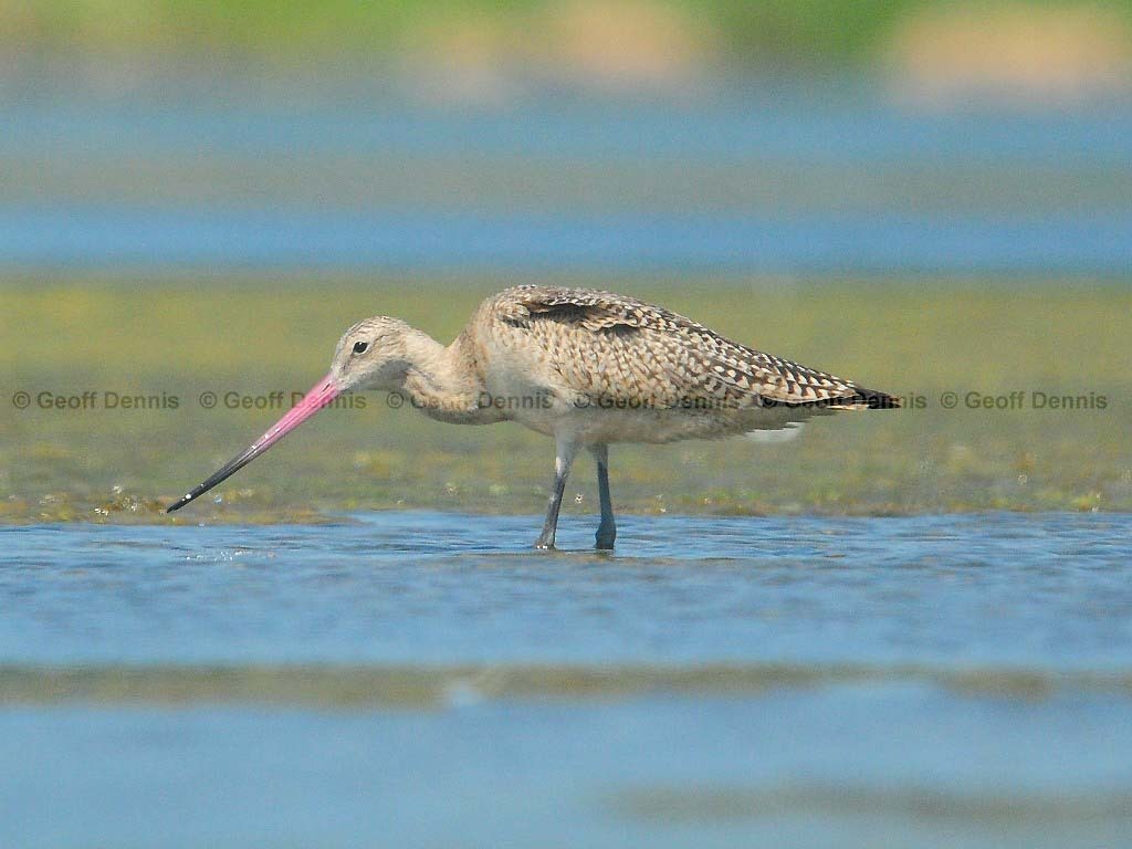 MAGO-AG_Marbled-Godwit
