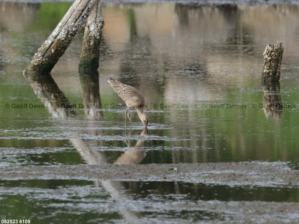 MAGO-AH_Marbled-Godwit