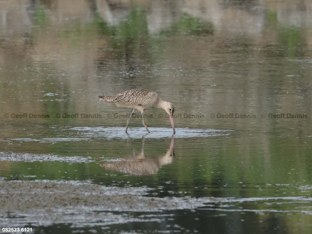 MAGO-AI_Marbled-Godwit