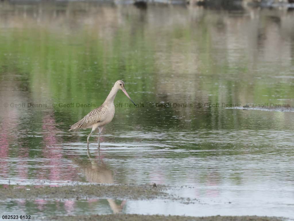 MAGO-AJ_Marbled-Godwit