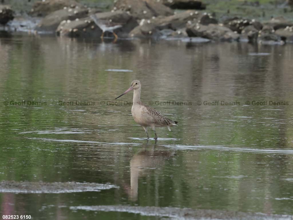 MAGO-AK_Marbled-Godwit