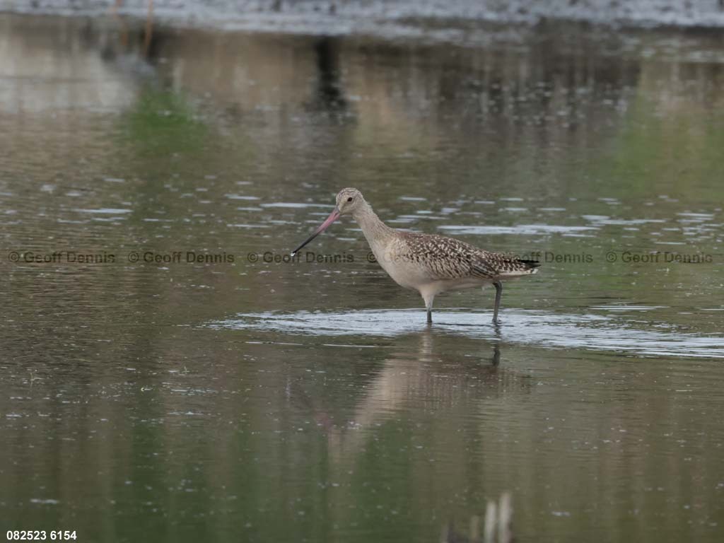 MAGO-AL_Marbled-Godwit