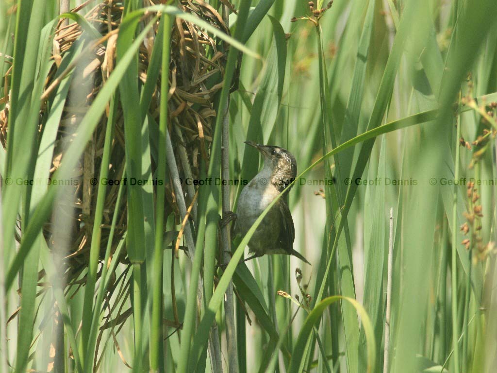 MAWR-AA_Marsh-Wren