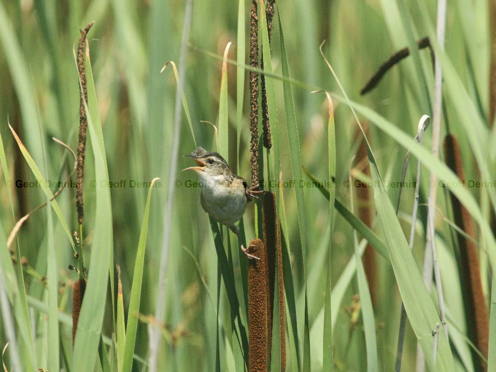 MAWR-AB_Marsh-Wren