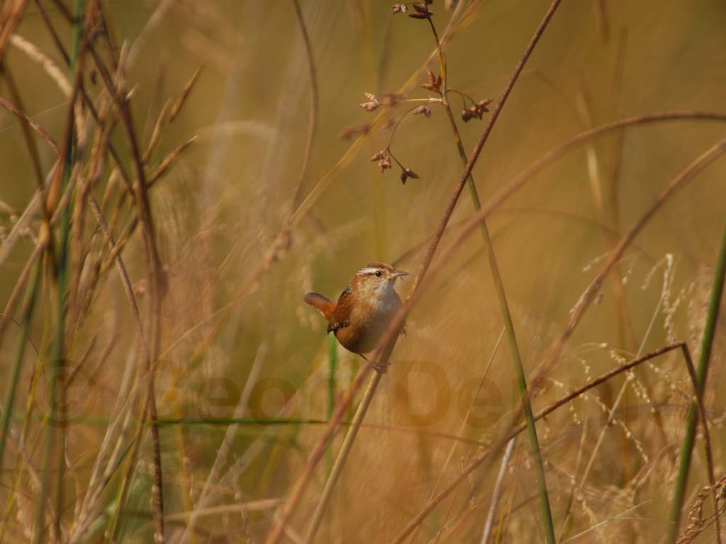 MAWR-AC_Marsh-Wren