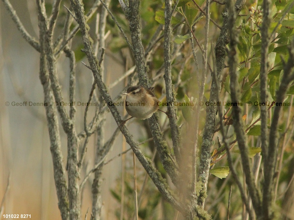 MAWR-AD_Marsh-Wren
