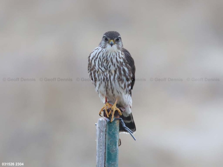 MERL-AN_Merlin
