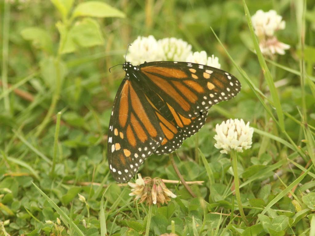 Monarch-AA