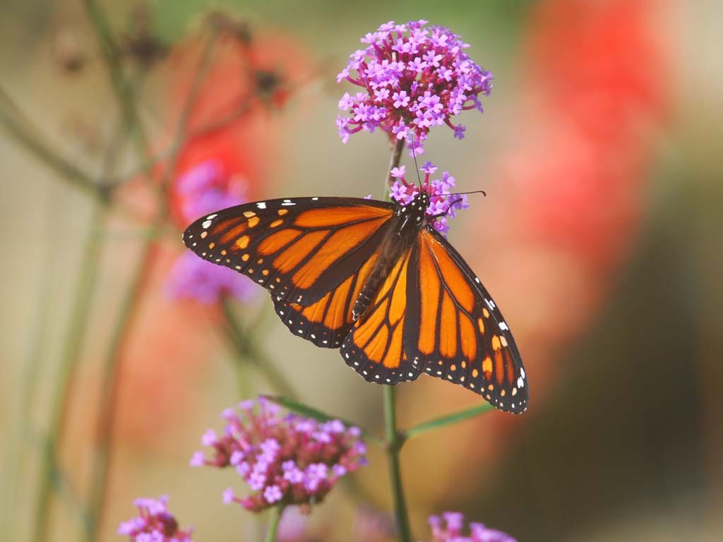 Monarch-AB