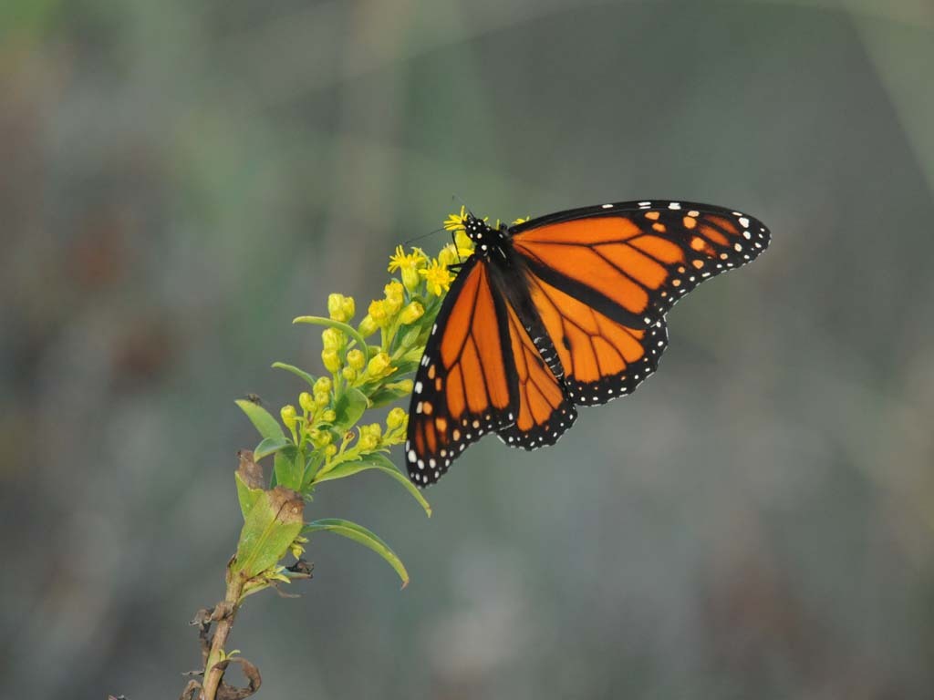 Monarch-AC