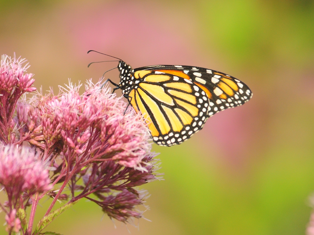 Monarch-AD