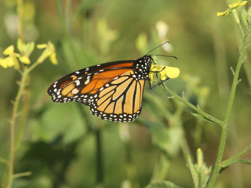Monarch-AE