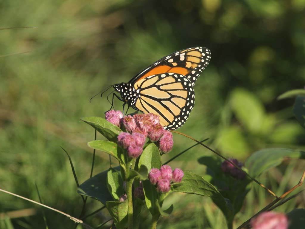 Monarch-AF