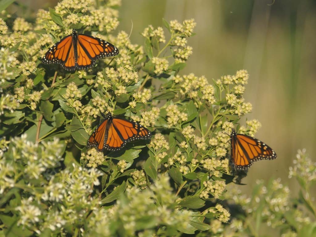 Monarch-AG