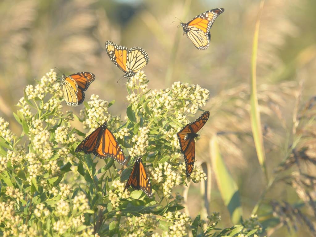 Monarch-AI