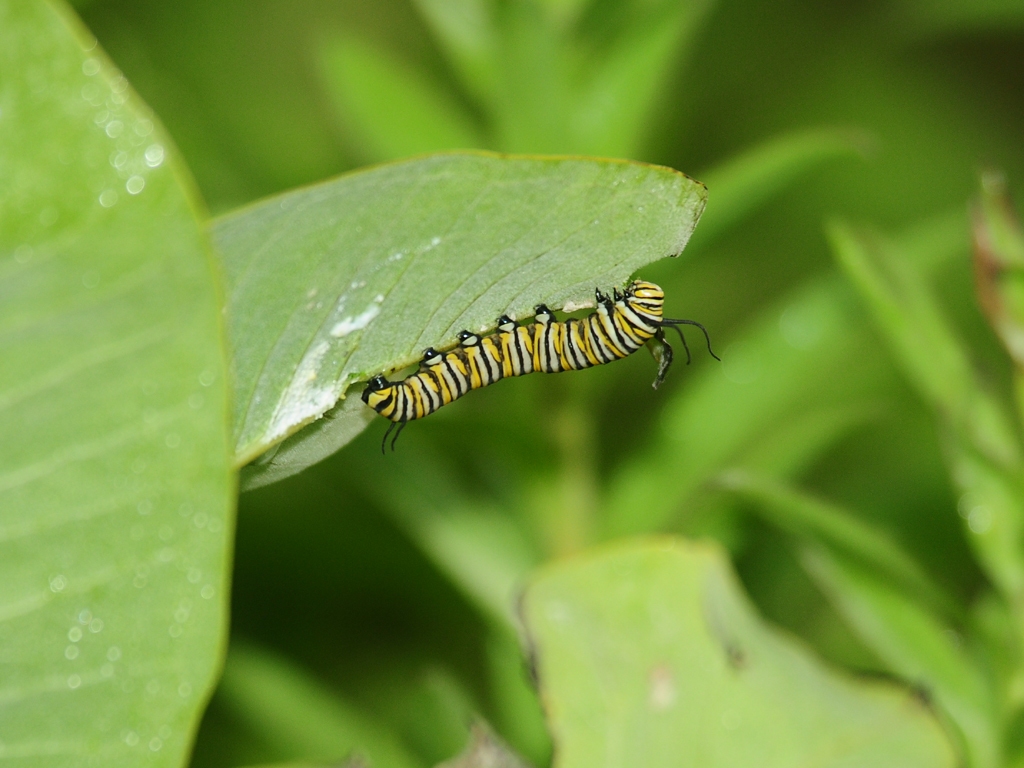 Monarch-AL