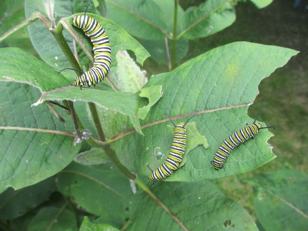 Monarch-AO