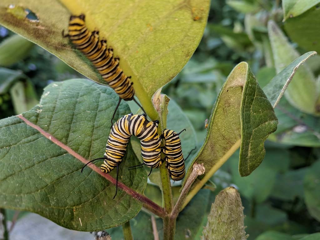 Monarch-AP