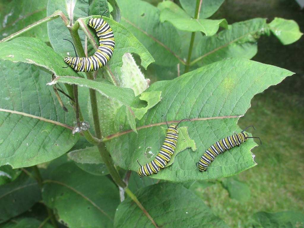 Monarch-AQ
