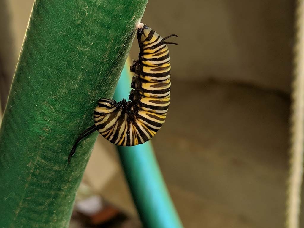 Monarch-AS