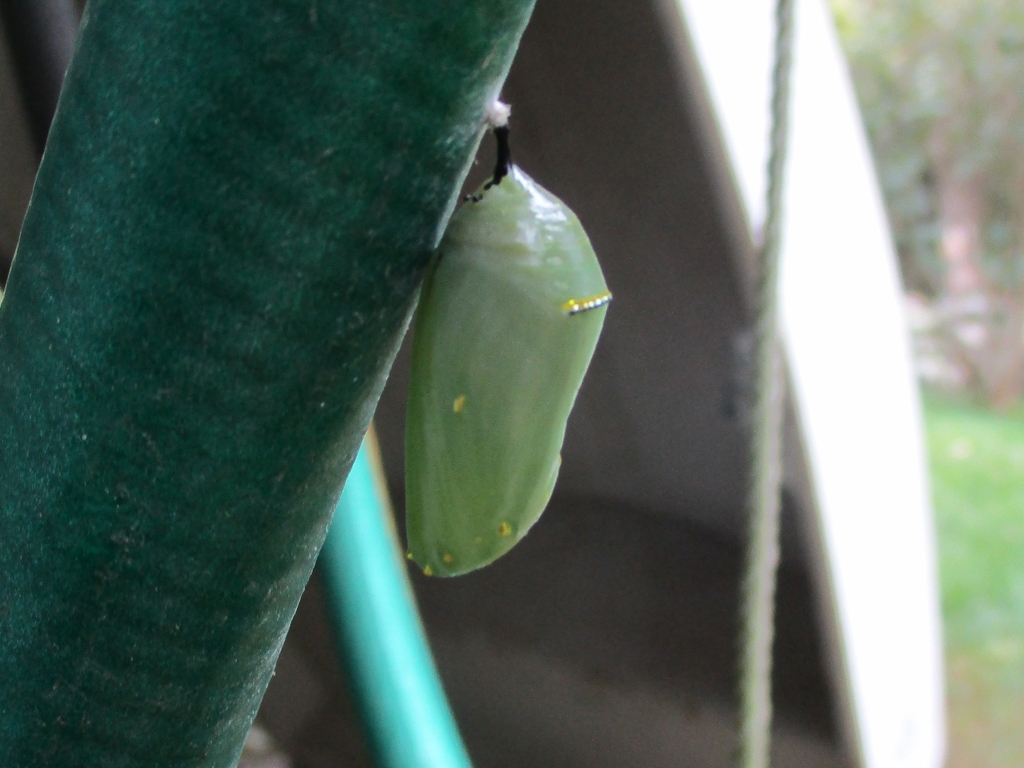 Monarch-AT