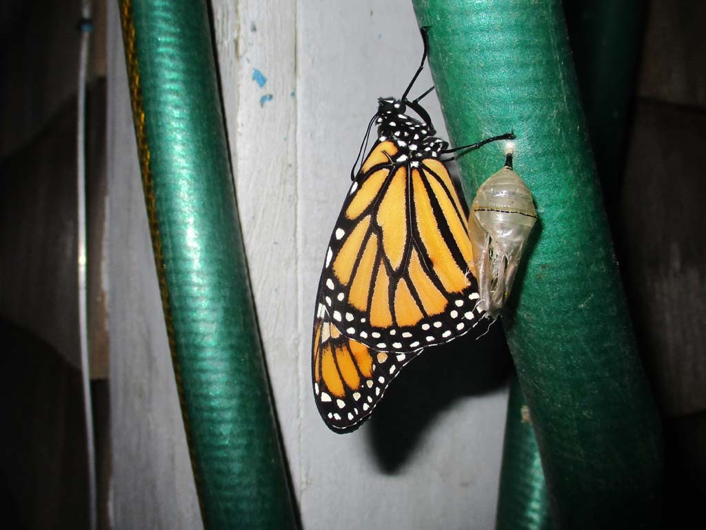 Monarch-AU
