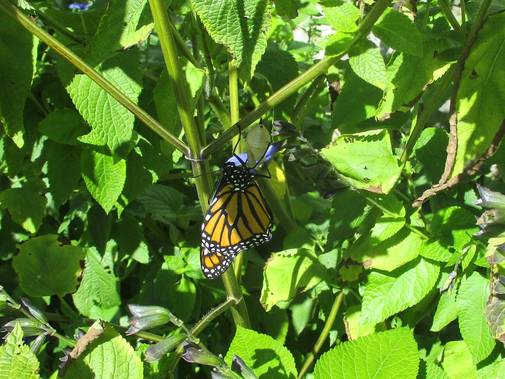 Monarch-AW