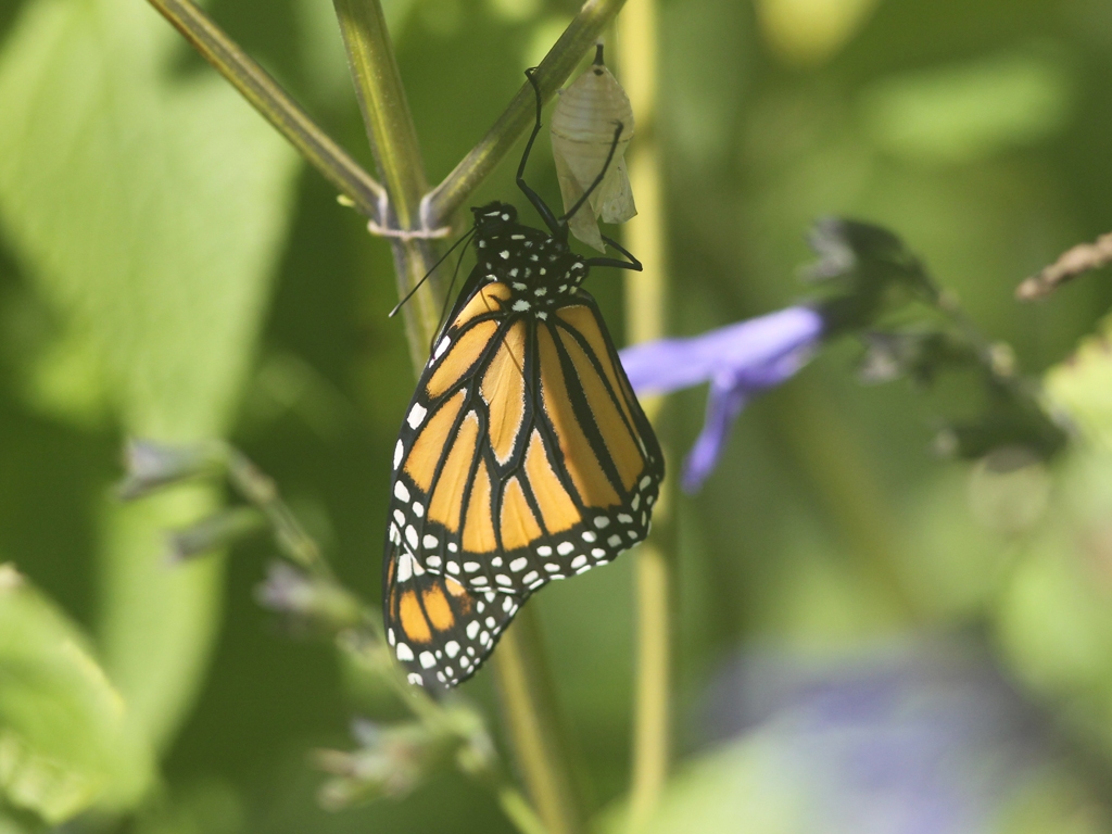 Monarch-AX